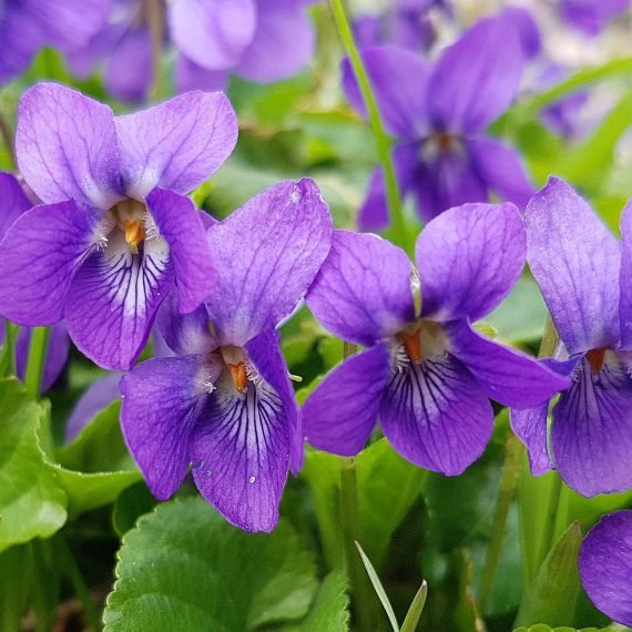 Violet