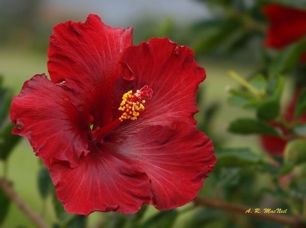 Velvet Hibiscus