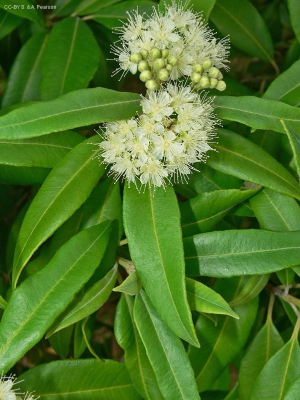 Citriodora Essential Oil - 100% Pure Natural - Image 2