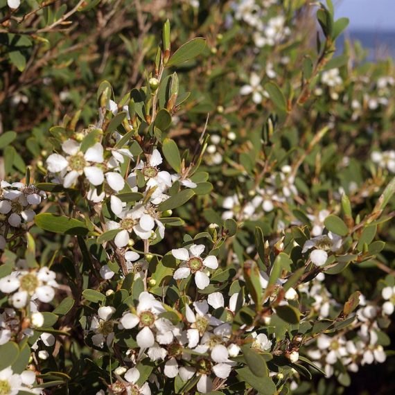 Tea Tree Australia Essential Oil – 100% Pure Natural