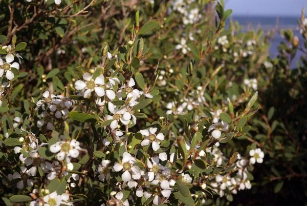 Tea Tree Australia Essential Oil - 100% Pure Natural