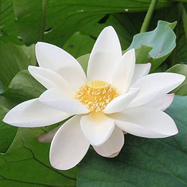 White Lotus Absolute Oil 100% natural