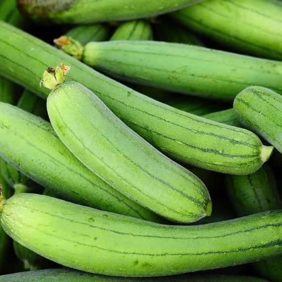 Sponge Gourd Carrier Oil 100% natural