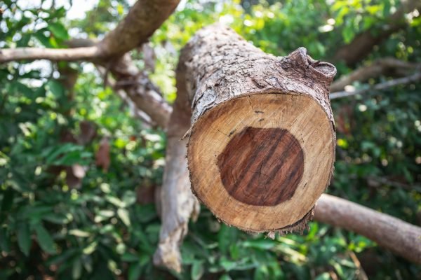 Rosewood Essential Oil - 100% Pure Natural - Image 2