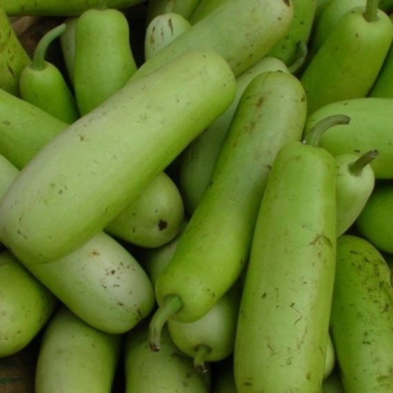 Bottle Gourd Carrier Oil 100% natural