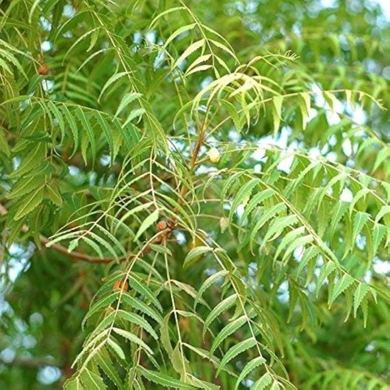 Neem Essential Oil – 100% Pure Natural