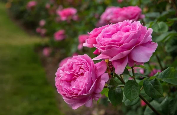 Rose De Mai Absolute Oil 100% natural