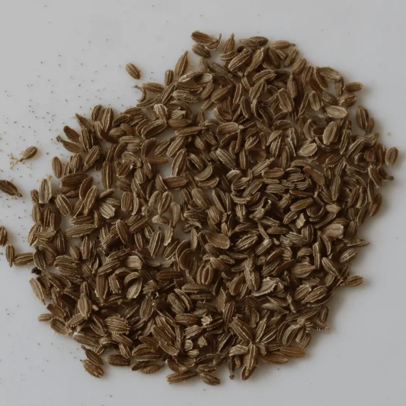 Carrot Seed Carrier Oil 100% natural