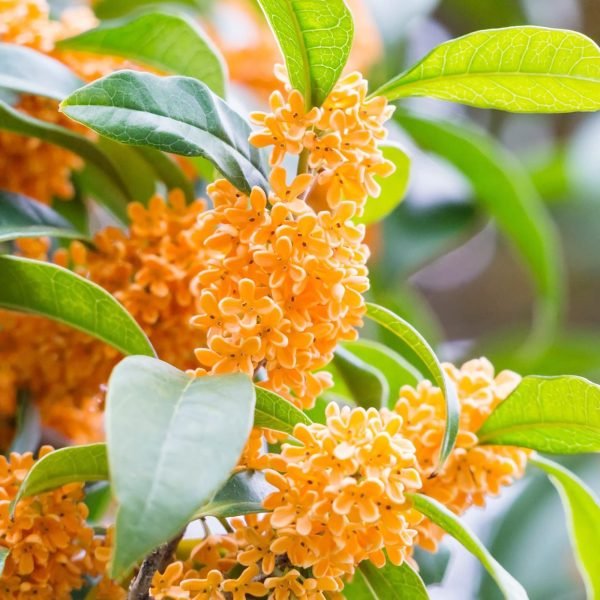 Osmanthus Absolute Oil 100% natural
