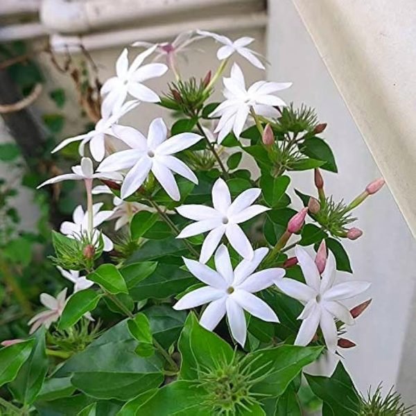 Jasmine Auriculatum Absolute Oil 100% natural