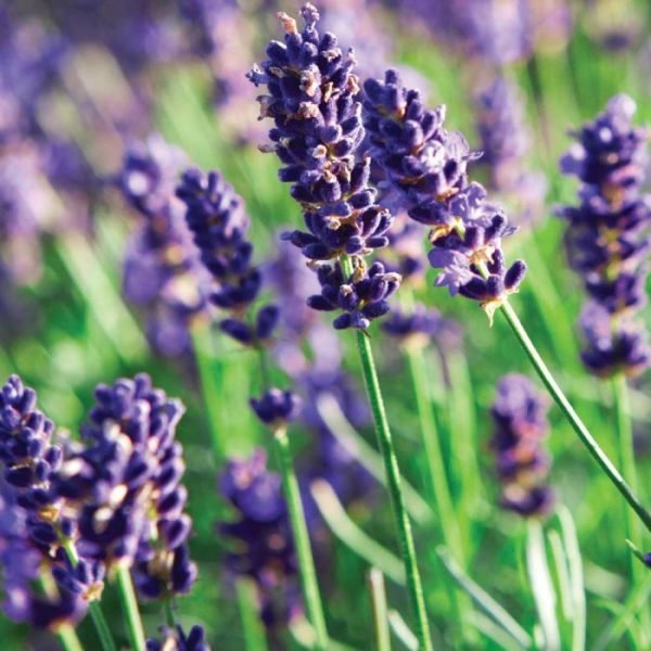 Lavender India Essential Oil - 100% Pure Natural - Image 2