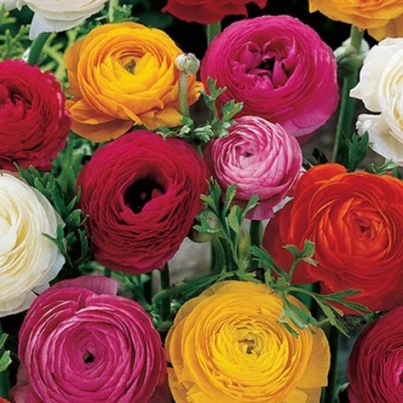 Peony France Essential Oil – 100% Pure Natural
