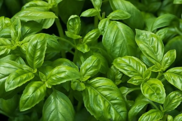 Basil Essential Oil - 100% Pure Natural