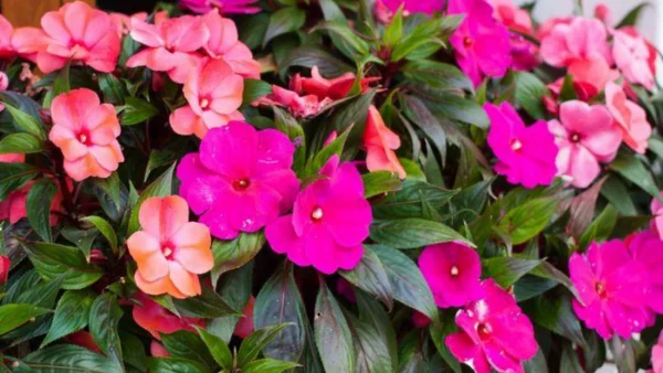 Balsam Essential Oil - 100% Pure Natural