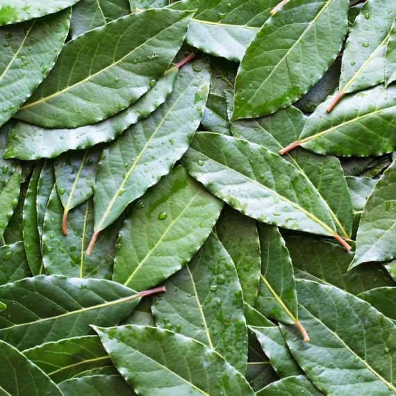 Bay Leaf Essential Oil – 100% Pure Natural