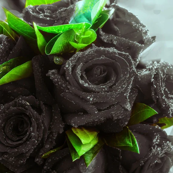 Black Oud Rose