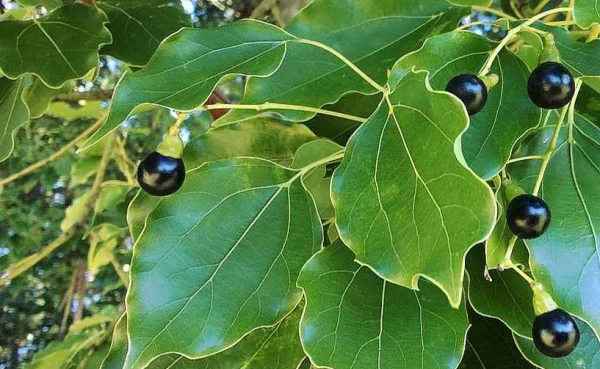 Camphor Essential Oil - 100% Pure Natural