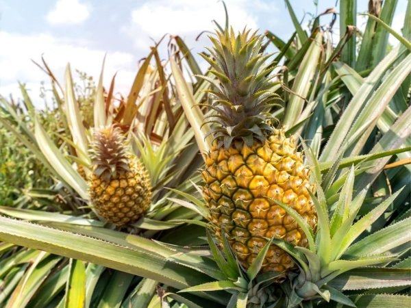 Pineapple Express