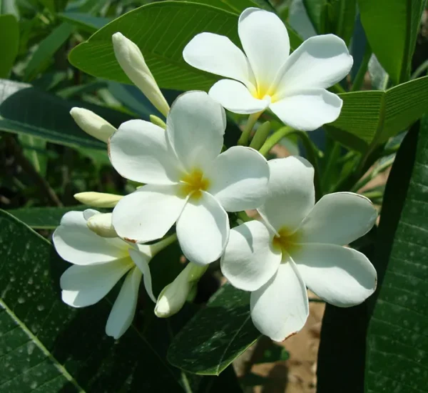 Frangipani Essential Oil - 100% Pure Natural - Image 2