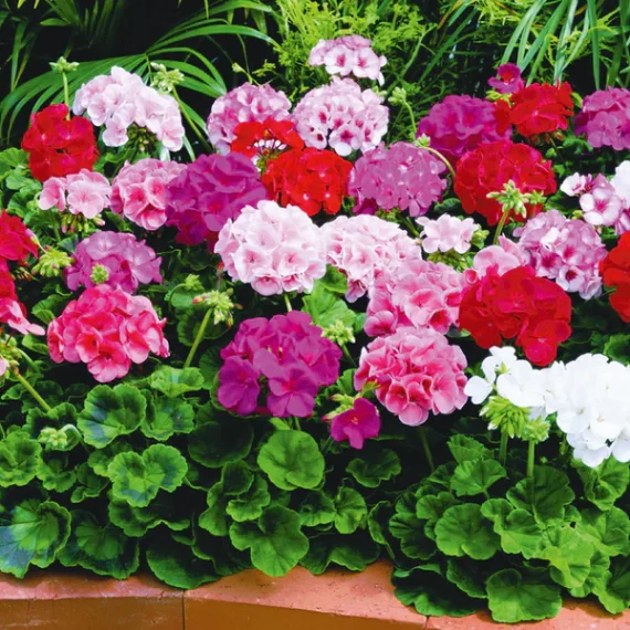 Geranium ( Rose ) Essential Oil – 100% Pure Natural
