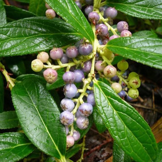 Wintergreen Nepal Essential Oil – 100% Pure Natural