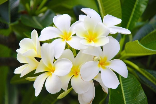 Gardenia
