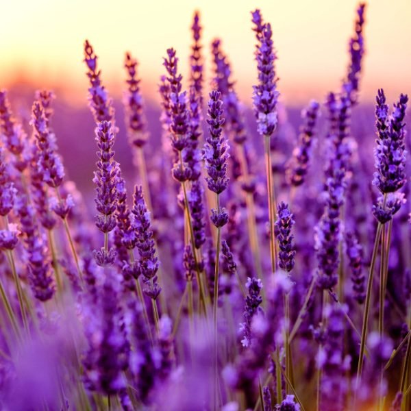 Lavender Bulgaria