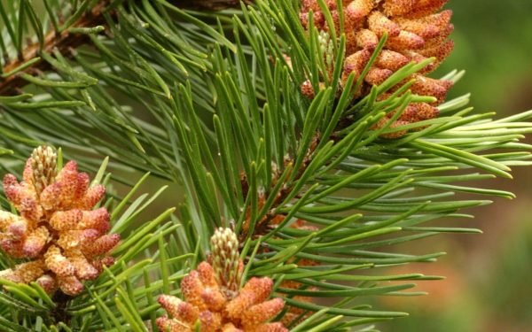 Plaid & Pine