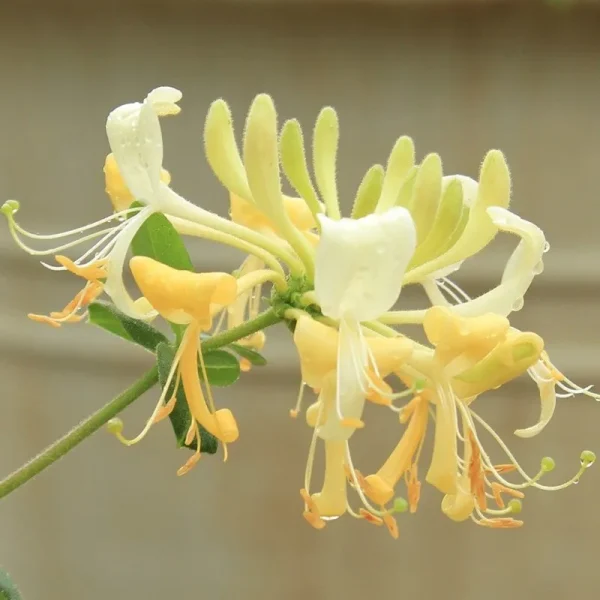 Honeysuckle Essential Oil - 100% Pure Natural