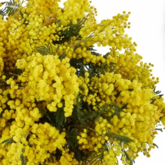 Mimosa