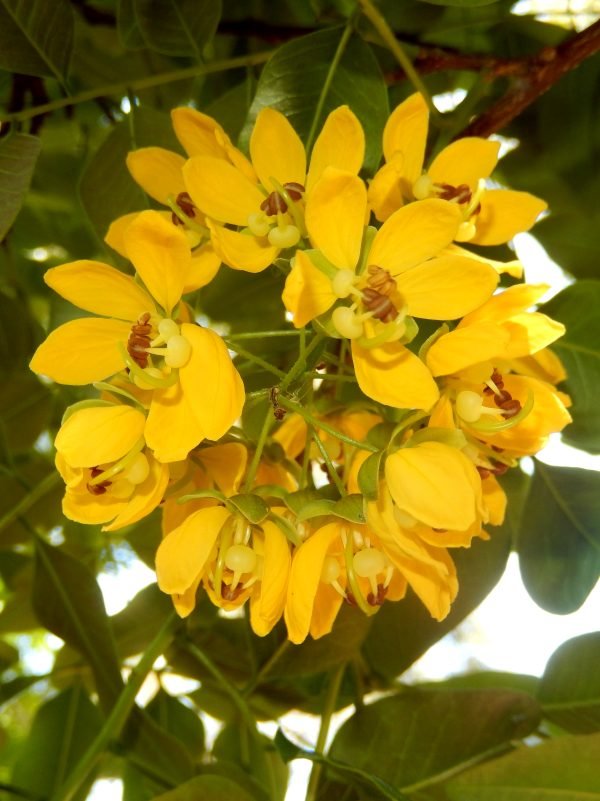 Cassia Essential Oil - 100% Pure Natural