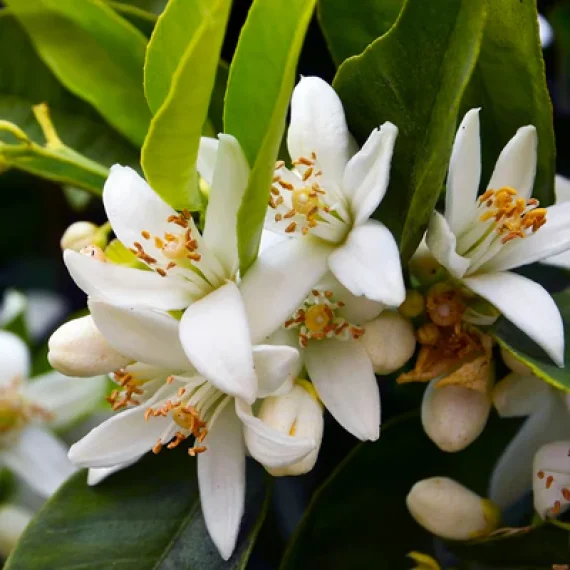 Neroli