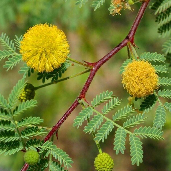 Babul Essential Oil - 100% Pure Natural - Image 2