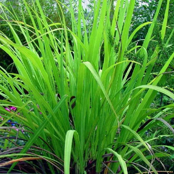 Palmarosa Essential Oil - 100% Pure Natural