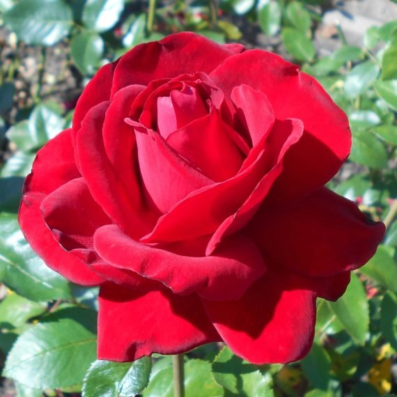 Smoky Rose