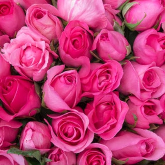 Rose De Mai Essential Oil – 100% Pure Natural