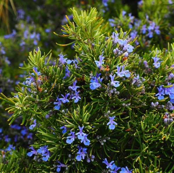 Rosemary Essential Oil - 100% Pure Natural