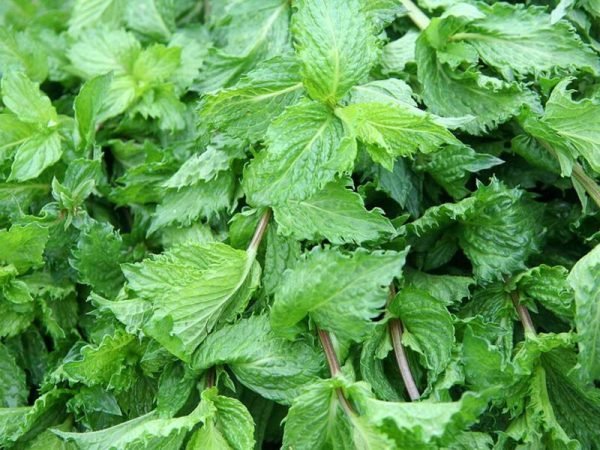 Spearmint Essential Oil - 100% Pure Natural
