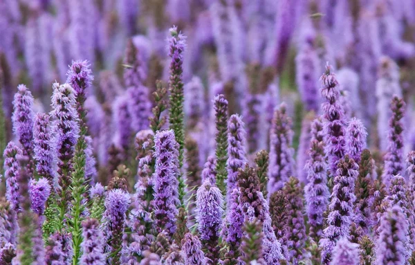 PATCHOULI Essential Oil - 100% Pure Natural