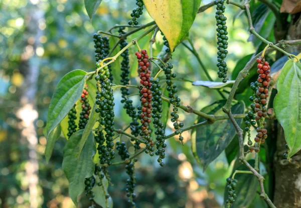 Black Pepper Essential Oil - 100% Pure Natural - Image 2