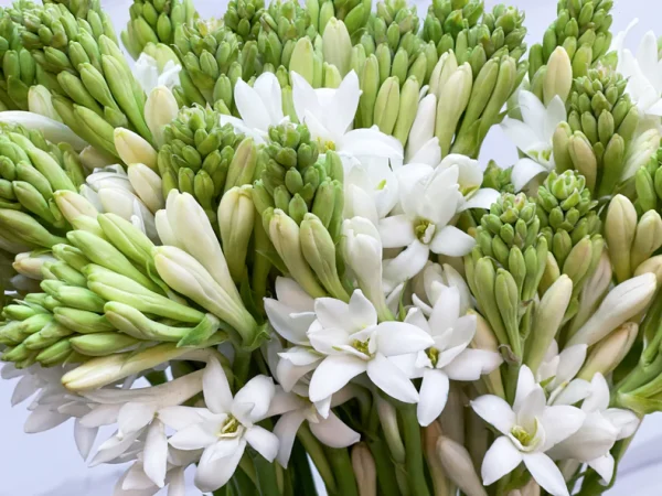 Tuberose Absolute Oil 100% natural