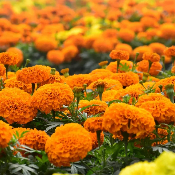 Tagetes Essential Oil – 100% Pure Natural