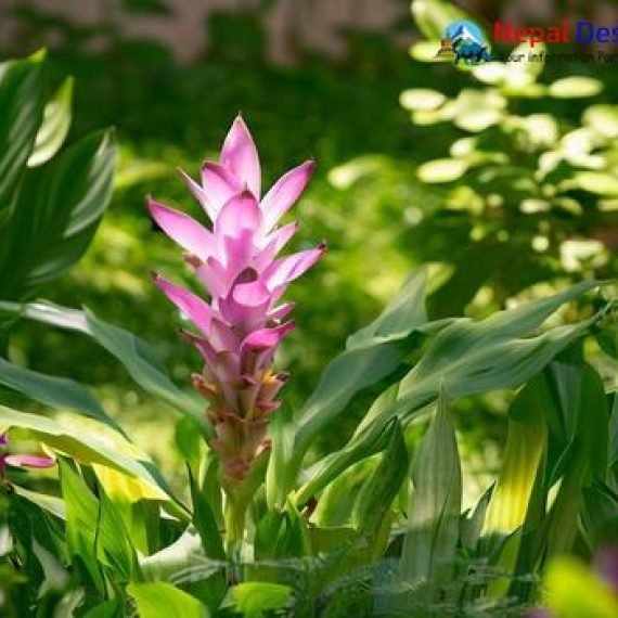 Zedoaria Nepal Essential Oil – 100% Pure Natural