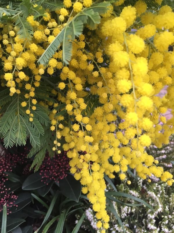 Mimosa Absolute Oil 100% natural