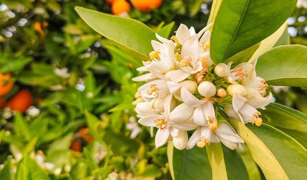 Neroli Spain Essential Oil - 100% Pure Natural - Image 2