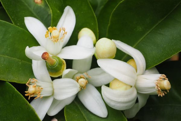 Neroli Spain Essential Oil - 100% Pure Natural
