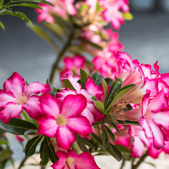 Desert Rose