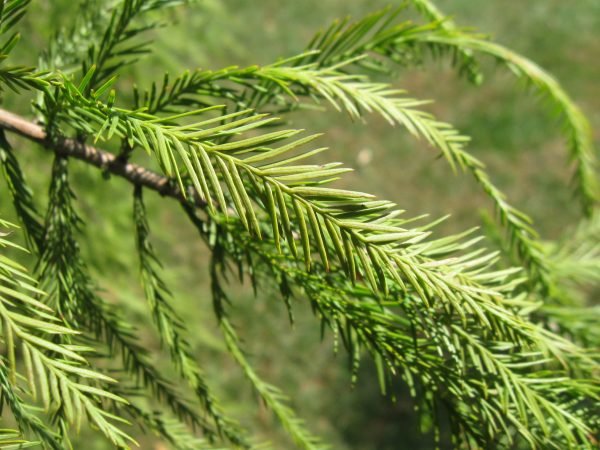 Cypress Essential Oil - 100% Pure Natural - Image 2