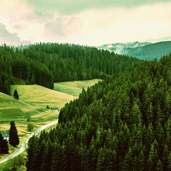 Black Forest