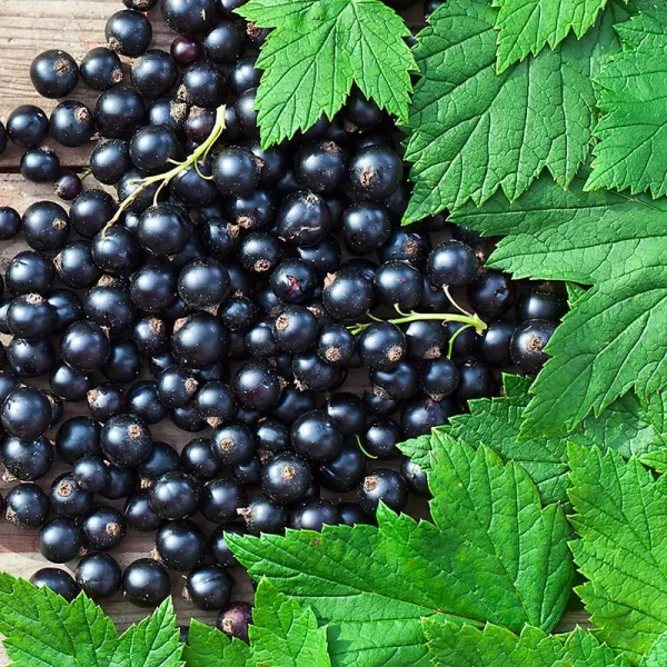 Midnight Blackcurrant